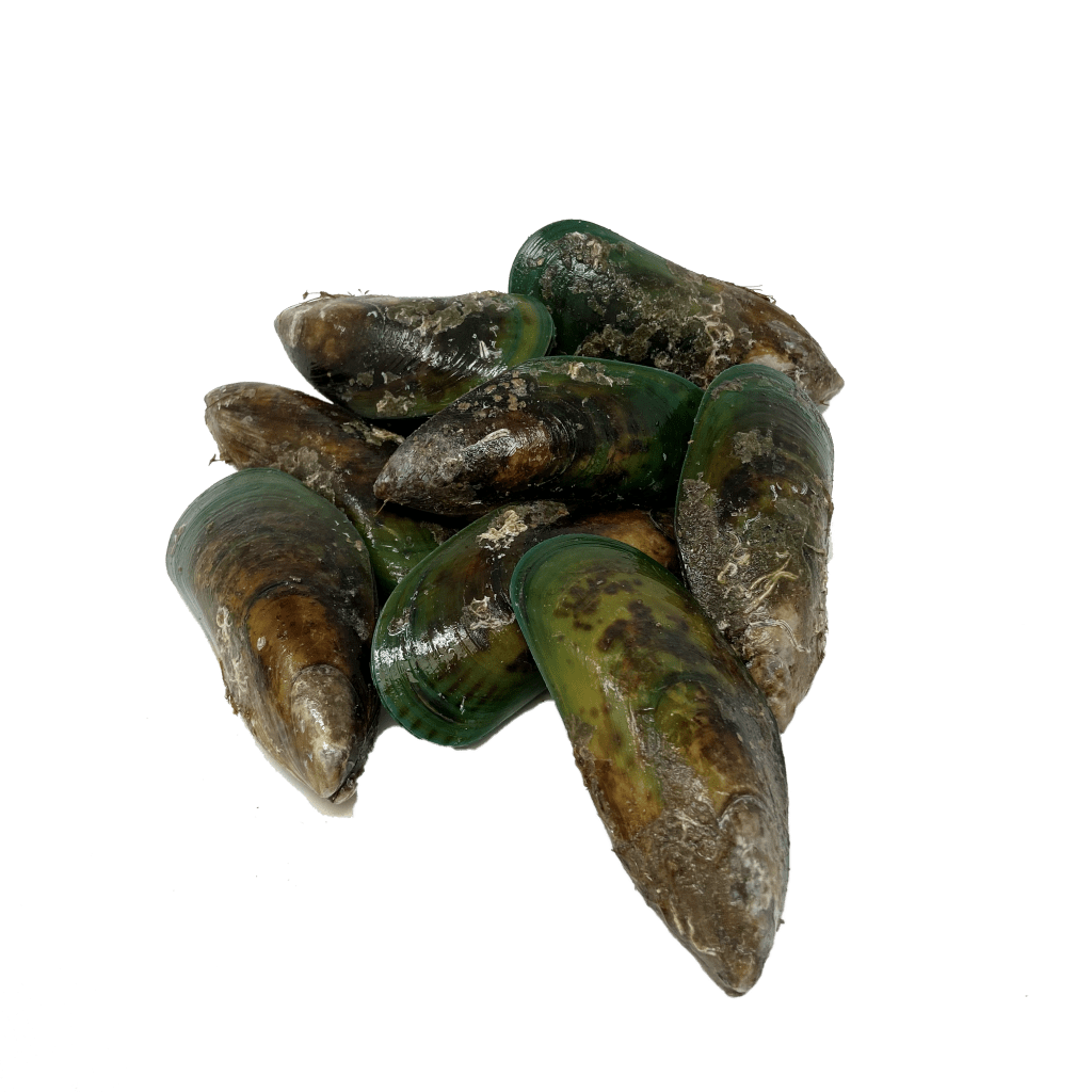 Live Green Mussels (2lb pack) Dry Dock Fish
