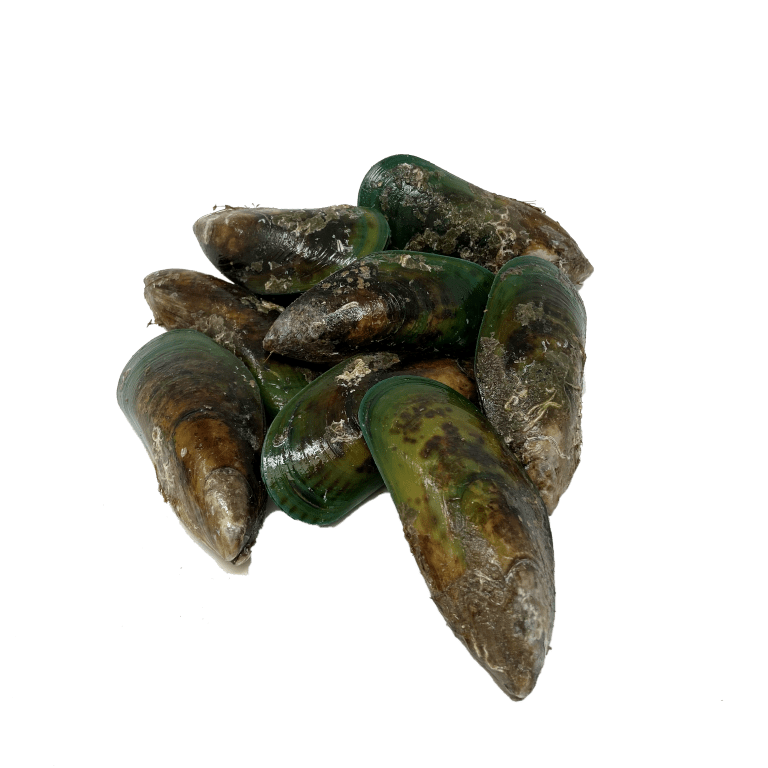 Live Green Mussels (2lb pack) Dry Dock Fish