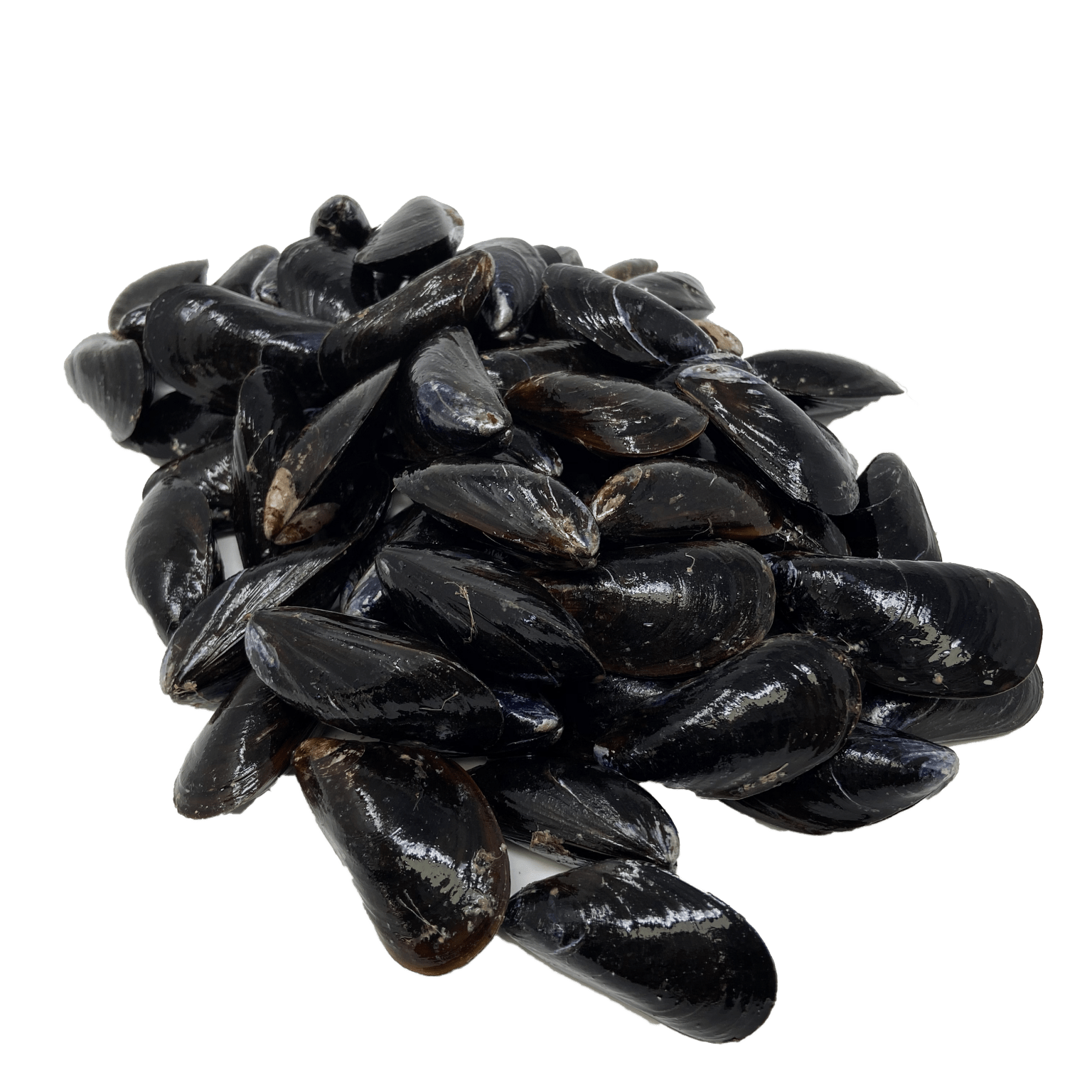 Live Black Mussels Dry Dock Fish