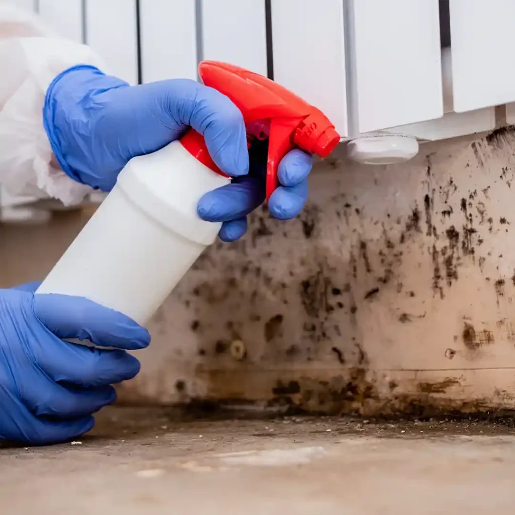 Indoor Mold Remediation Services Dryer Vent Kings