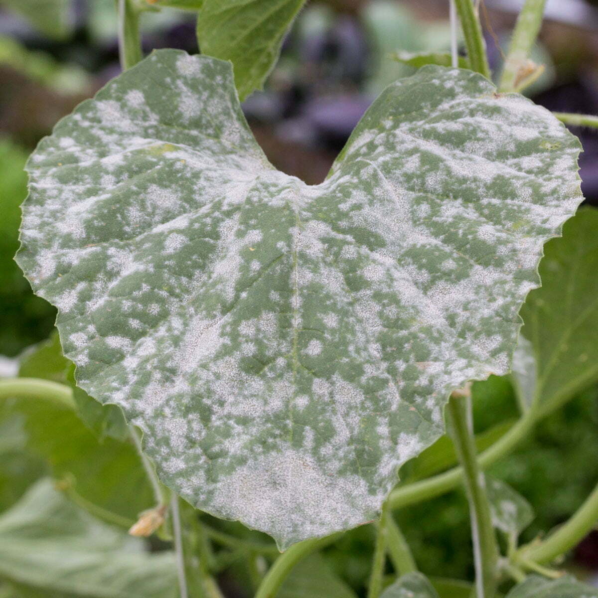 What Is Powdery Mildew DryGair Greenhouse Dehumidifiers