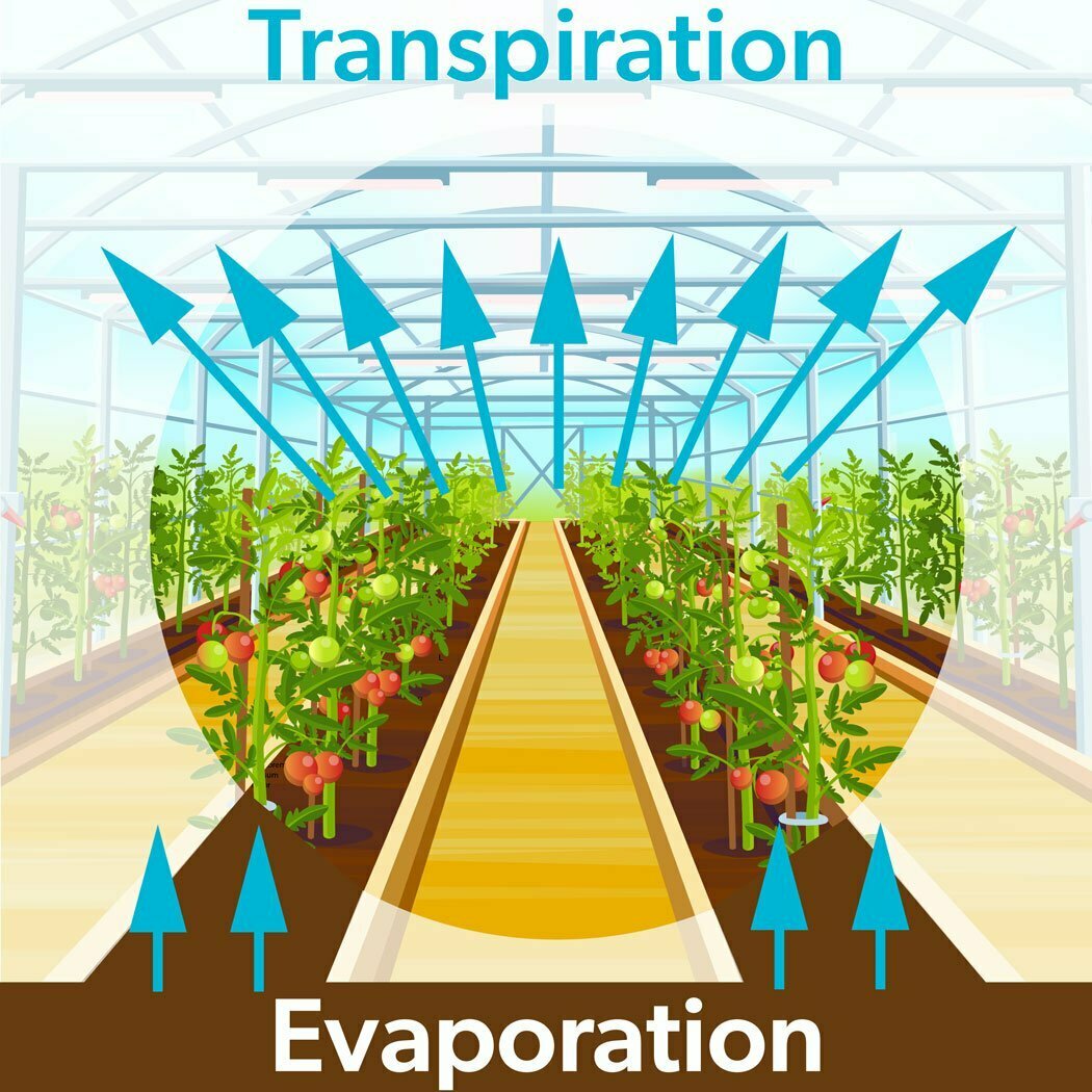 Describe the Process of Transpiration and Evapotranspiration