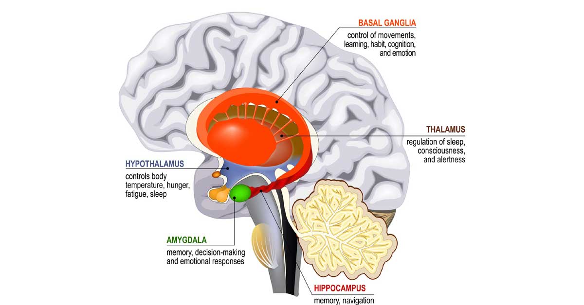 How Traumatic Brain Injury Permanently Changes Human Emotions Child