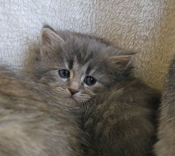 Siberian Cats & Kittens for sale in Texas
