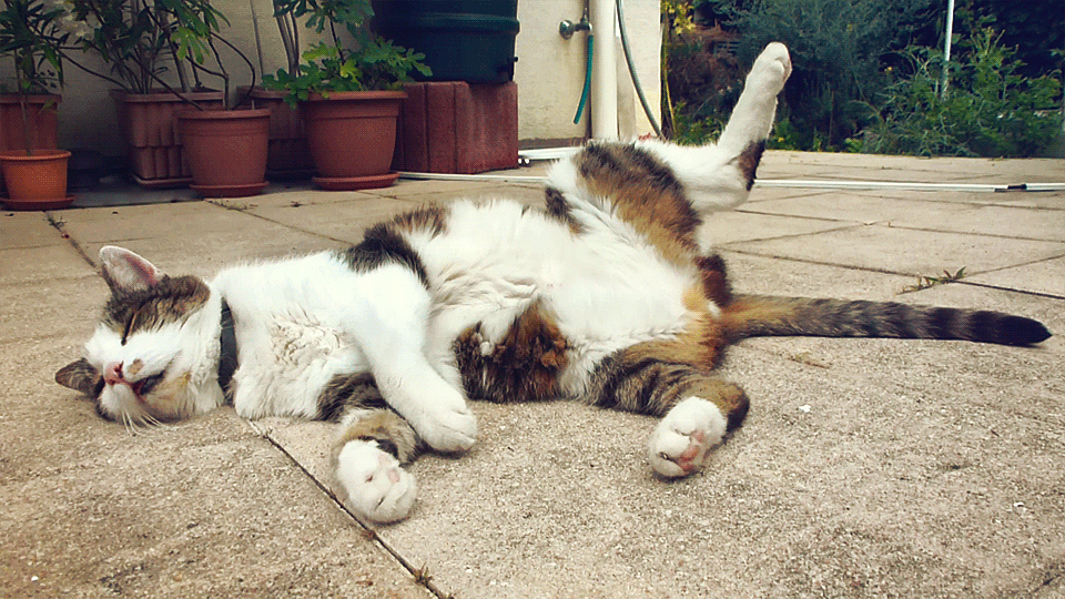 Parce qu'ils sont comme CHAT