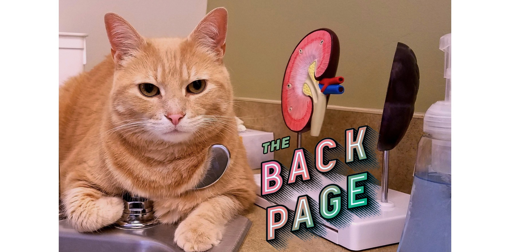 Cats helping humans study kidney disease • The Medical Republic