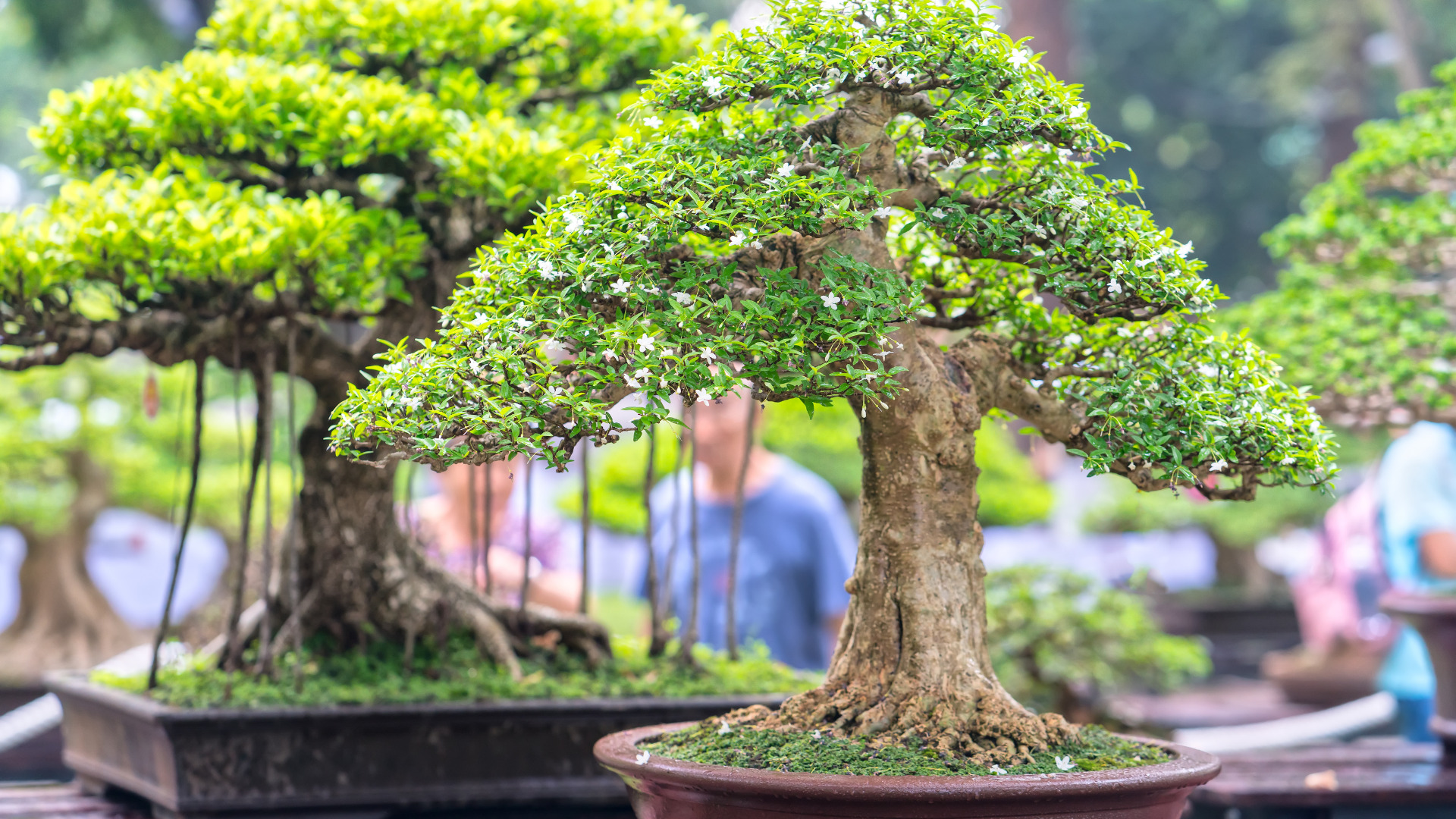 Bonsai Exhibition by Bonsai Society of the Carolinas Daniel Stowe