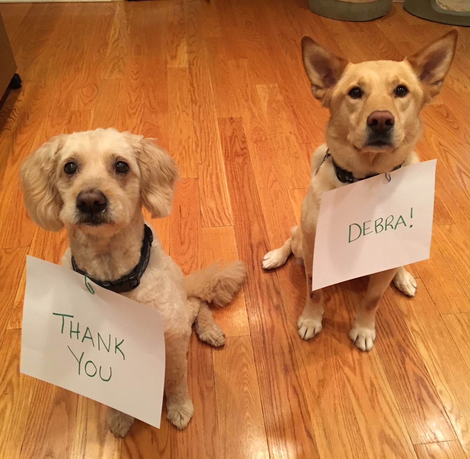 Debra Shore Dog Training Certified dog trainer with more than 15