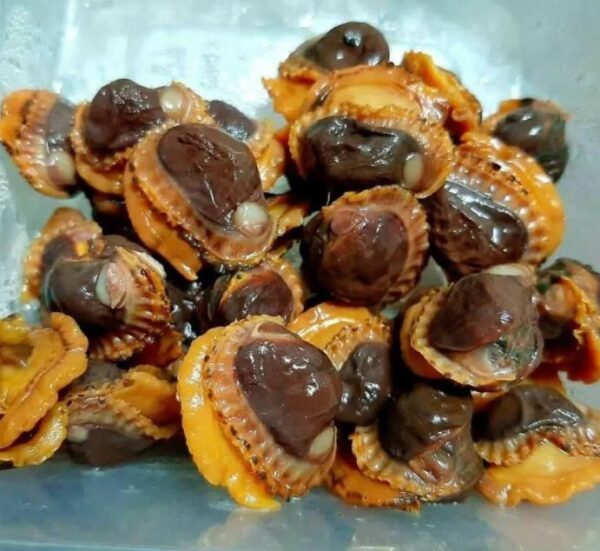 Isi Kerang dsemelingfrozen