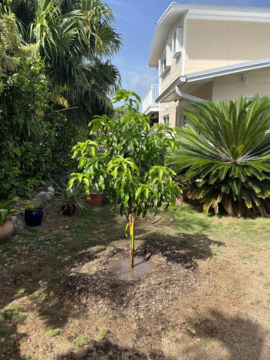 Gallery D's Fruit Trees