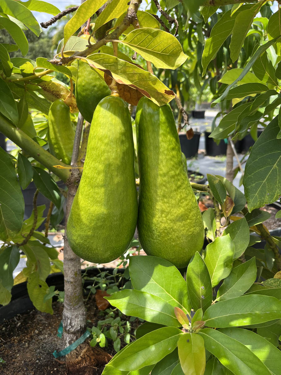 Gallery D's Fruit Trees