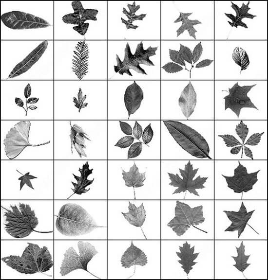 Лучшие кисти листья для Фотошопа (30+ наборов)