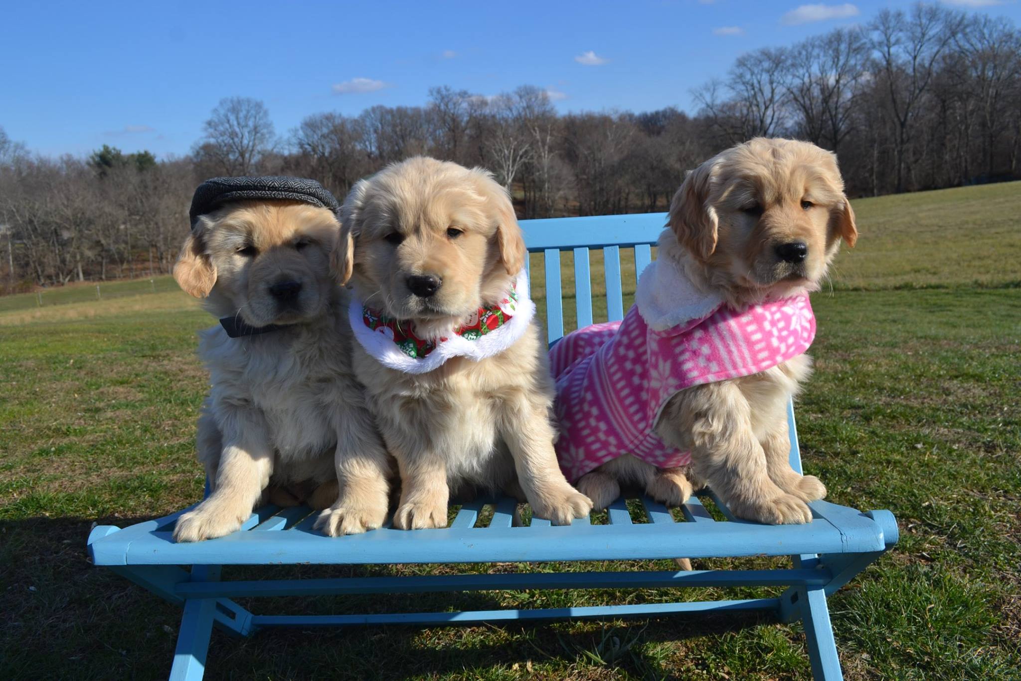 Golden Retriever Breeder Maryland Call Us At 4432507871
