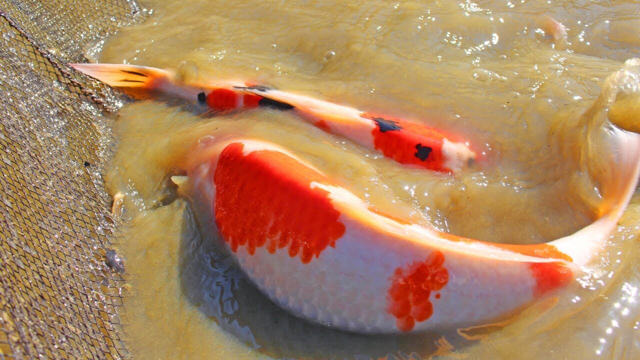 How to find the best Koi Fish in the UK? DS News