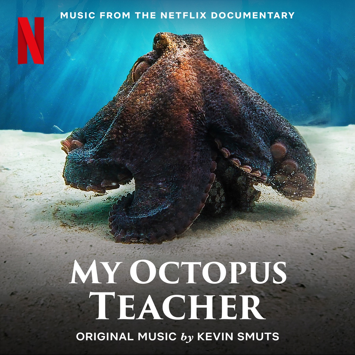 There’s a chase scene in my octopus teacher as suspenseful as anything in a hollywood thriller. What’s even more tragic is that these outcomes are. ᐉ My Octopus Teacher (Music From The Netflix Documentary) MP3 320kbps
