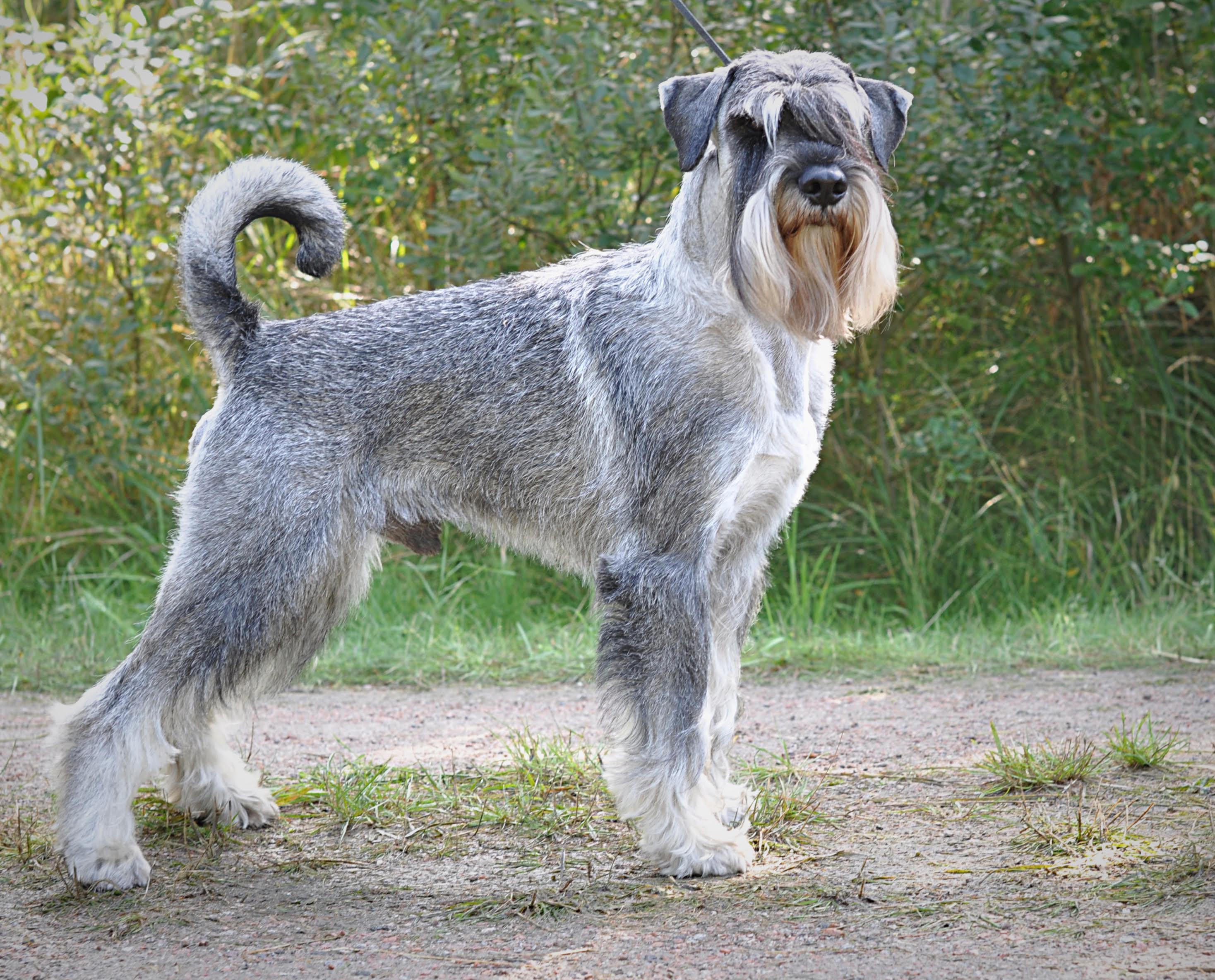 2017 Årets klubvindere Dansk Schnauzer og Pinscher Klub