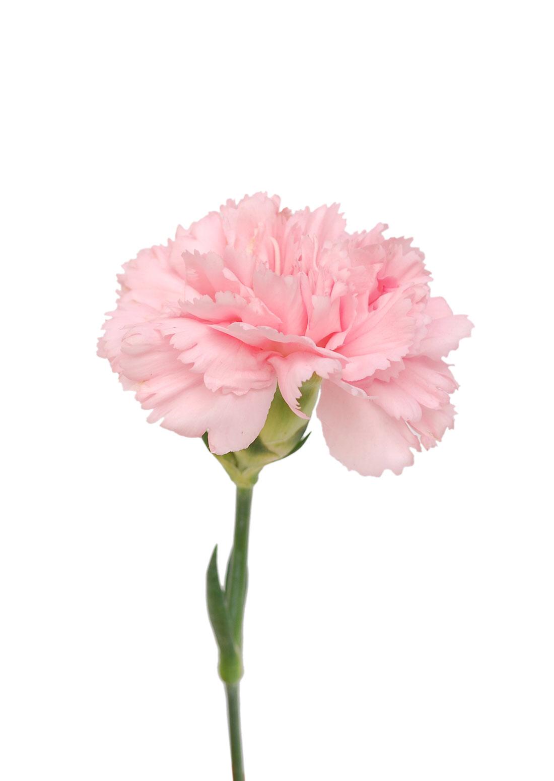 Carnation Light Pink D'Spring