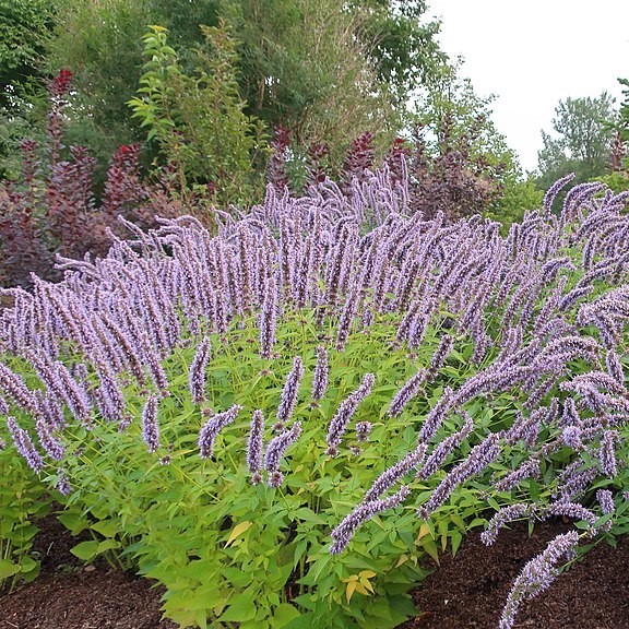 Korean Mint Roots of Medicine