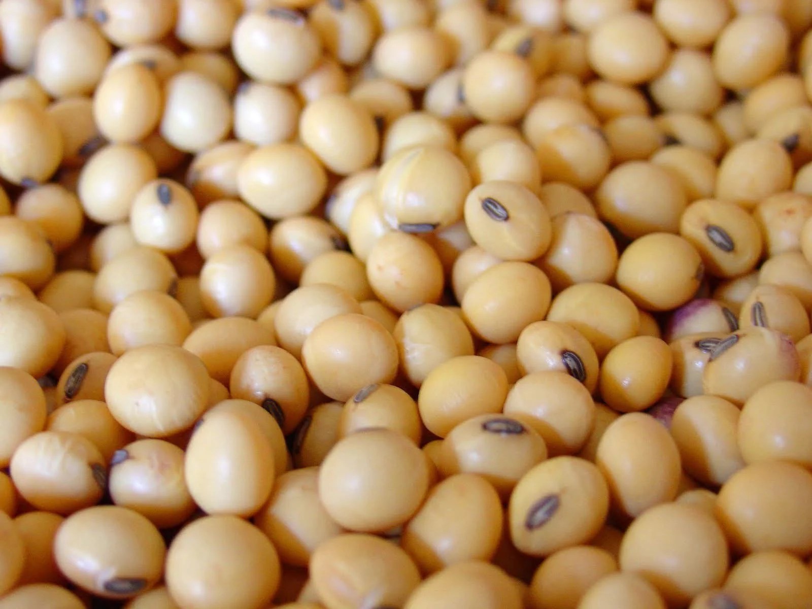Soyabean meal export more than double in 202223 DST Daily Shipping Times
