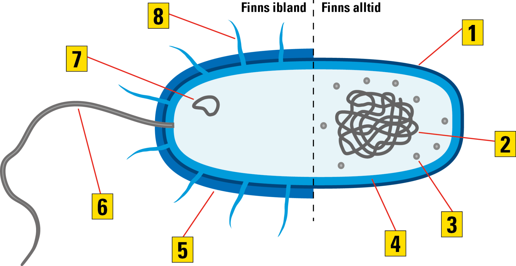 Utseende och funktion Stödmaterial för elever på det
