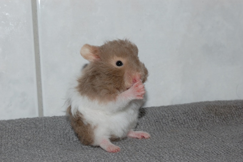 Uppfödare Svenska Hamsterföreningen