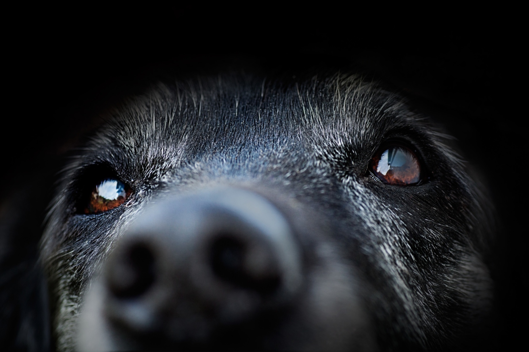 hundpsykologutbildning