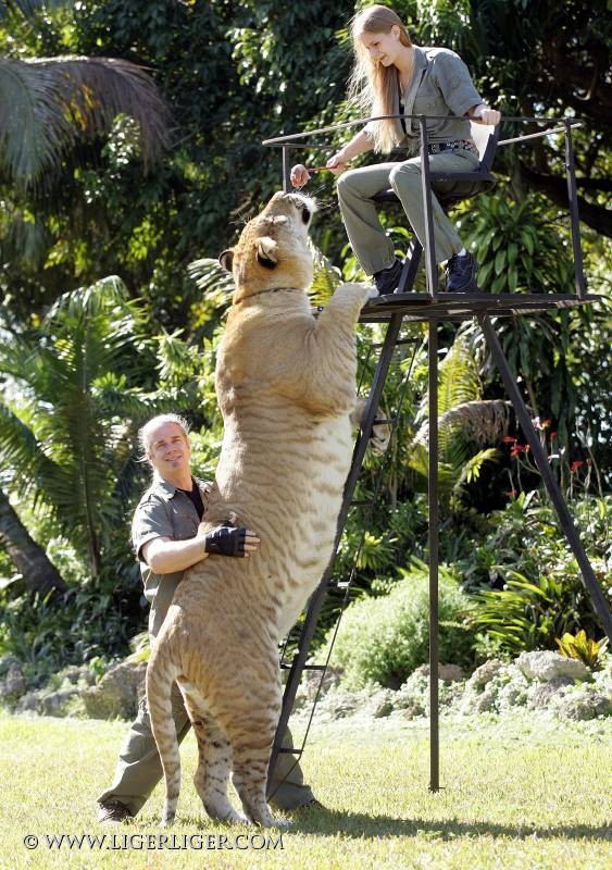 Male lion + female tiger = one huge cat (aka liger) [Amazing Photo of