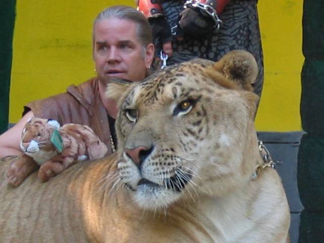 Male lion + female tiger = one huge cat (aka liger) [Amazing Photo of
