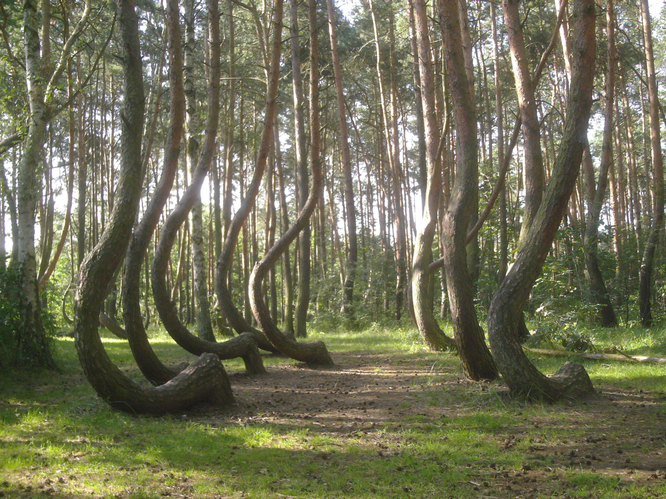 These are odd hookshaped trees in Crooked Forest, Poland [Amazing
