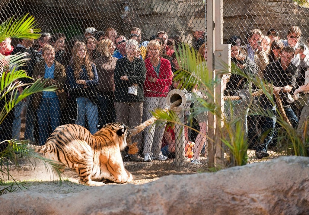 Play tugofwar with tigers at Busch Gardens Zoo in Florida [Amazing