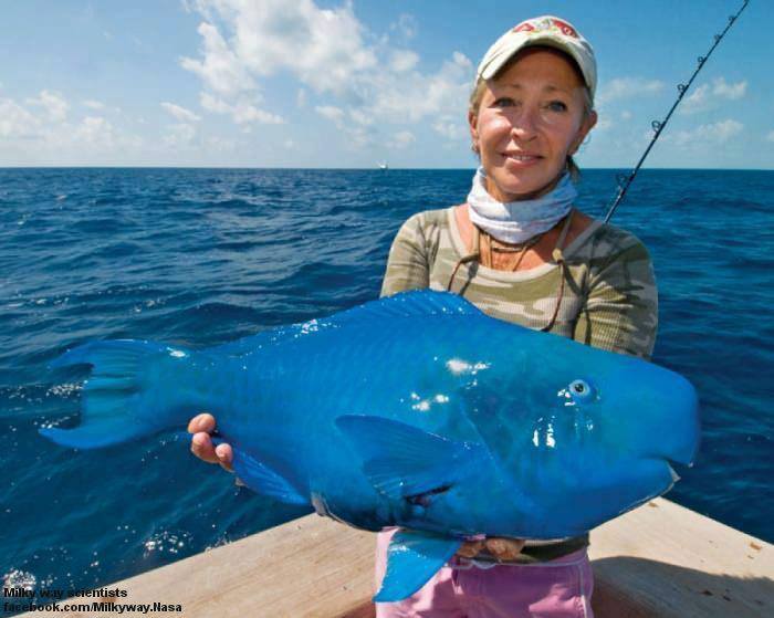 This is a blue fish. Literally. [Amazing Photo of the Day] dotTech