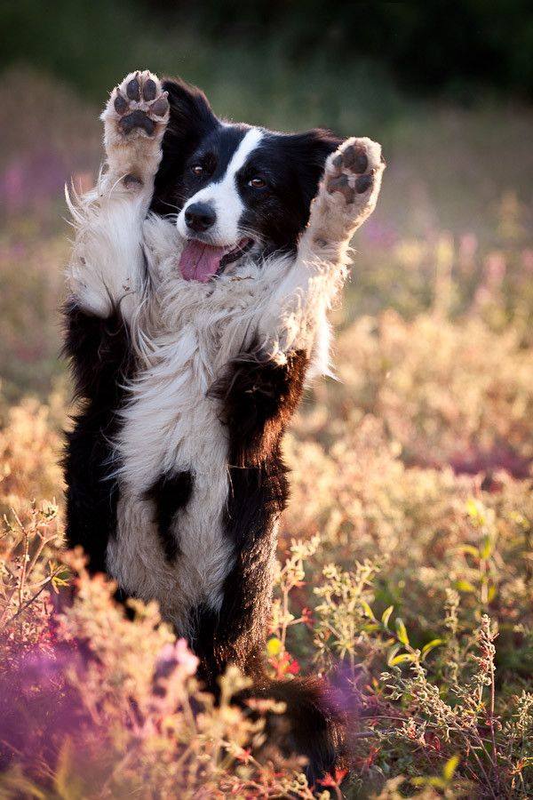 Dog jumping around [Amazing Photo of the Day] Reviews, news, tips