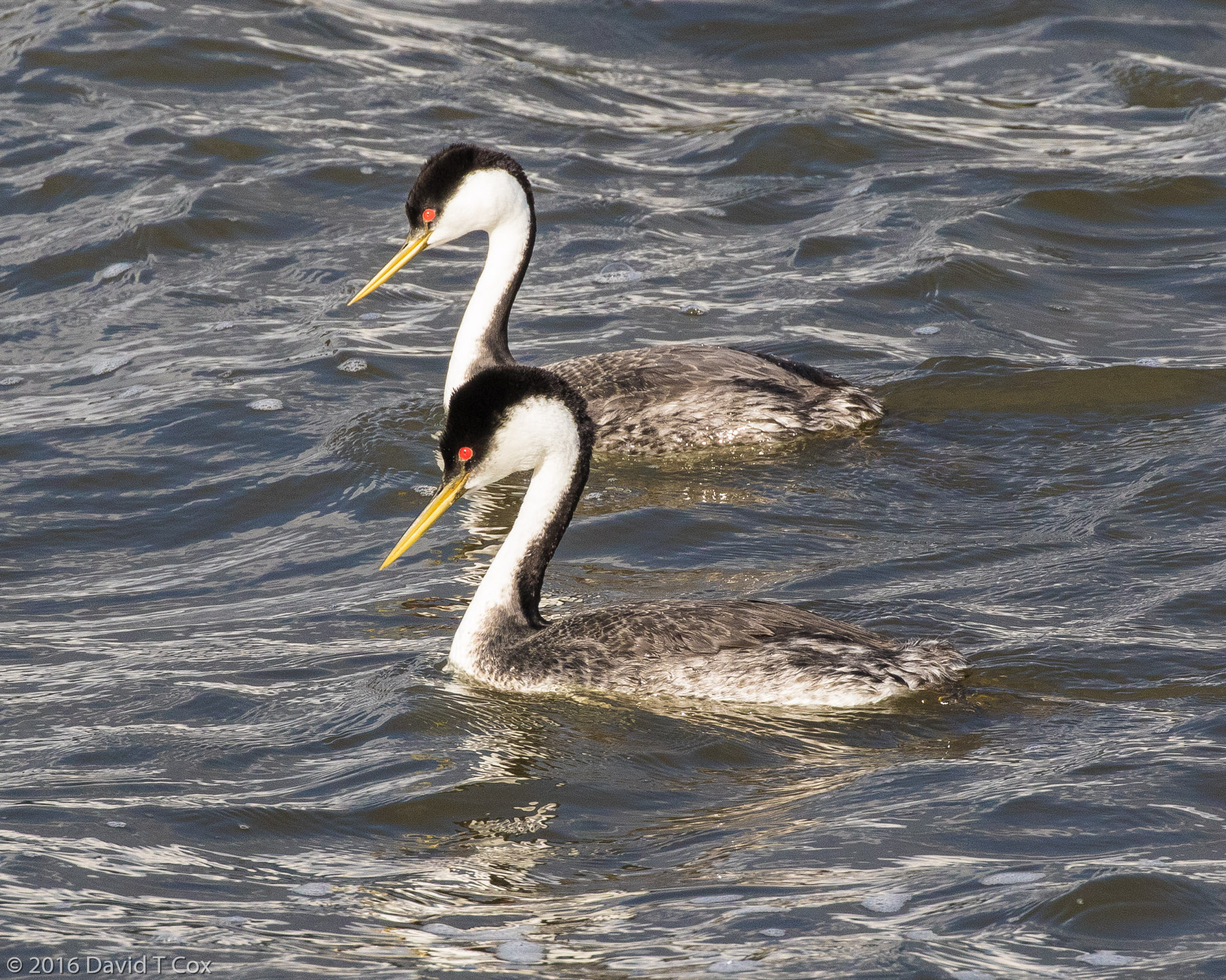 Western Grebe, Putnam's Point, Klamath Falls, OR Dave's Travelogues