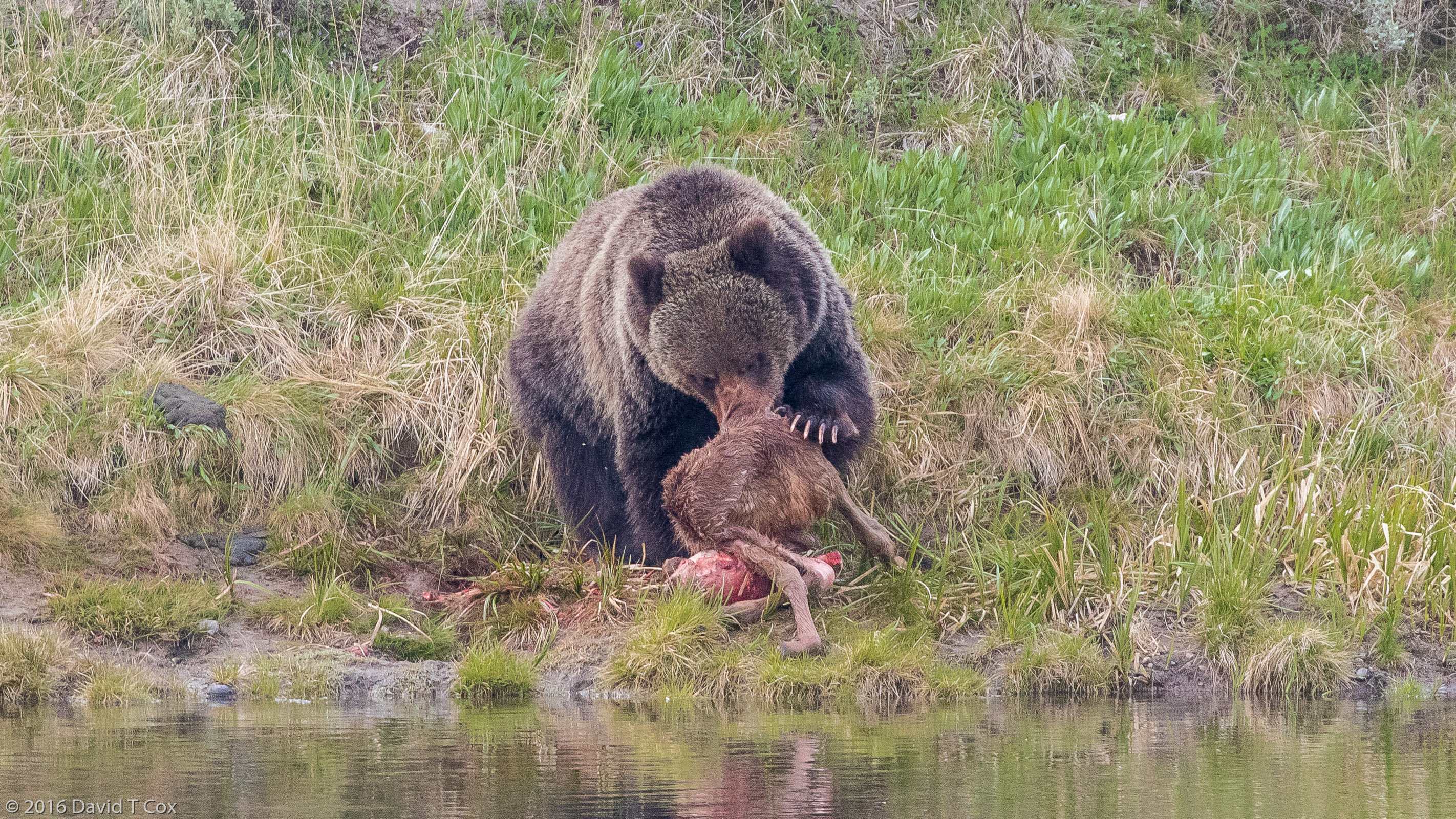 Grizzly with newborn elk kill, Hayden Valley, Yellowstone NP, WY Dave