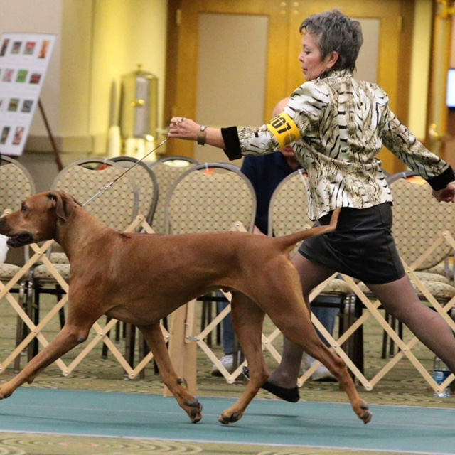 Conformation Dog Training Club of St Petersburg