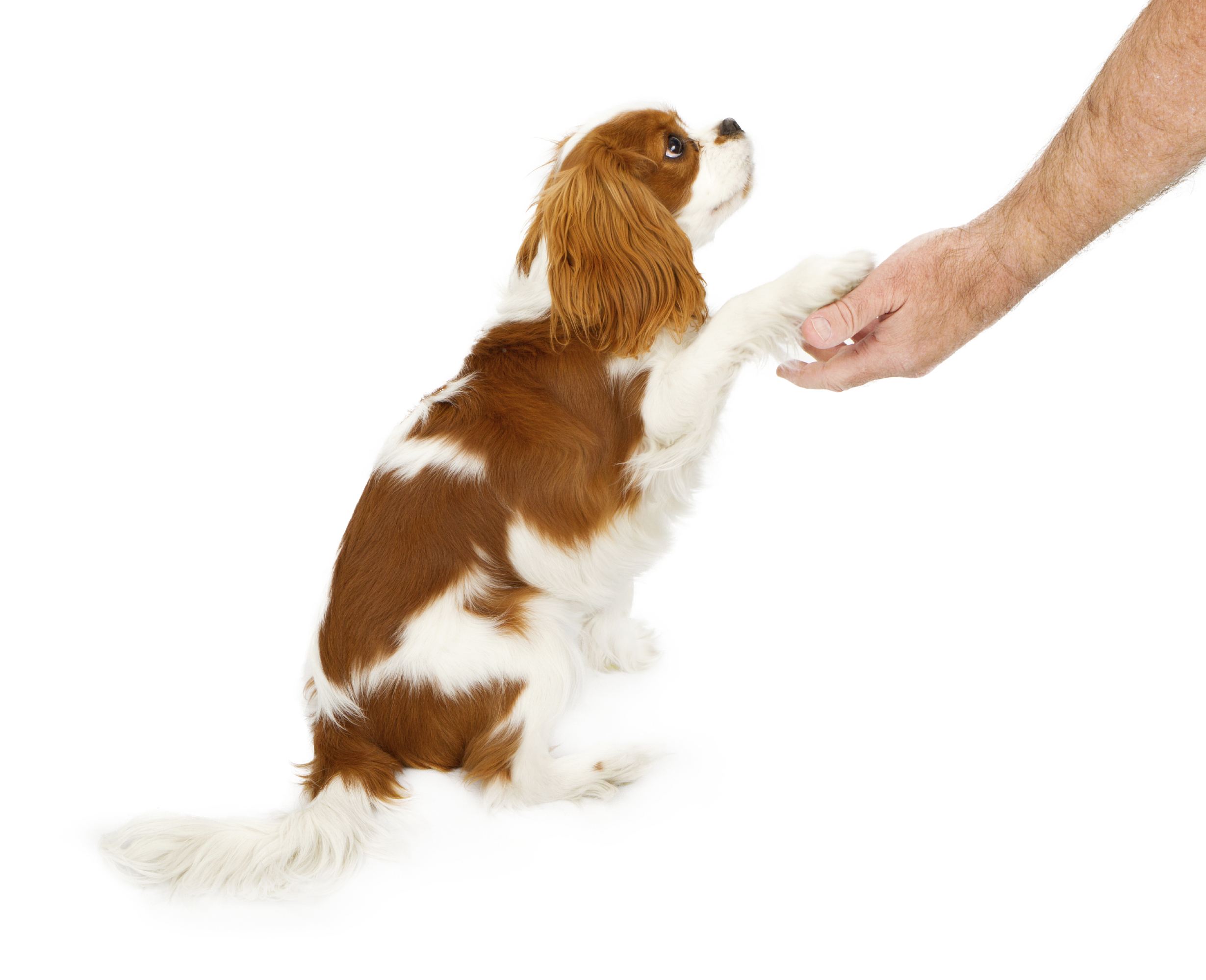 Cavalier King Charles Spaniel Dog Shaking Hands Dog Training Club of