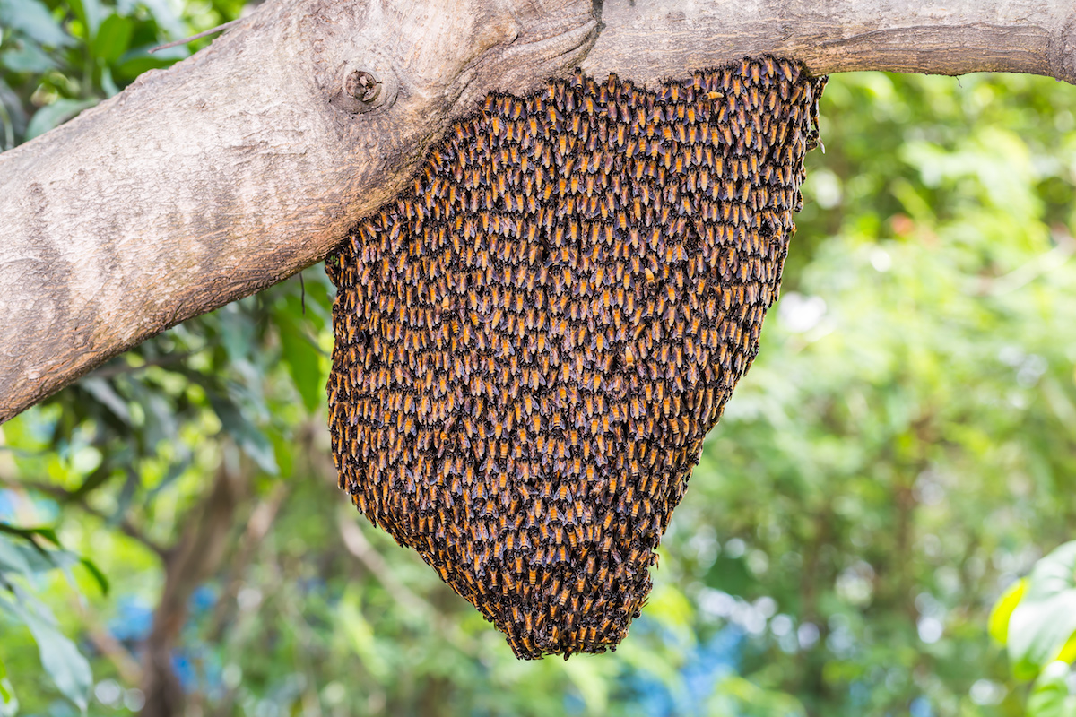 Swarms and Colonies What's the Difference? Live Bee Removal