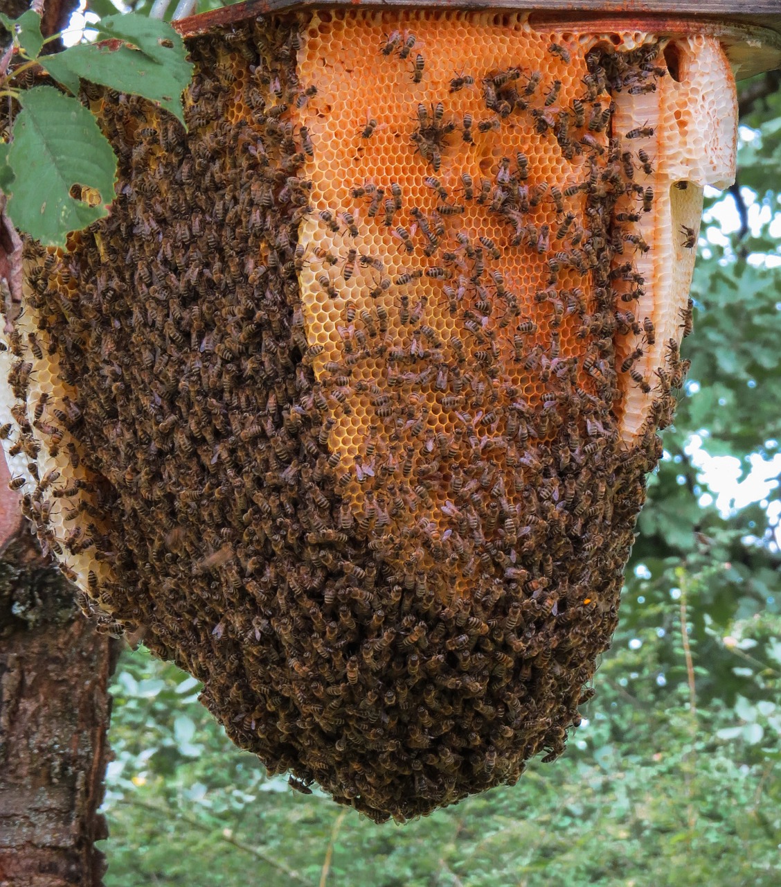 Do Honey Bees Get Hot in the Summer? Live Bee Removal