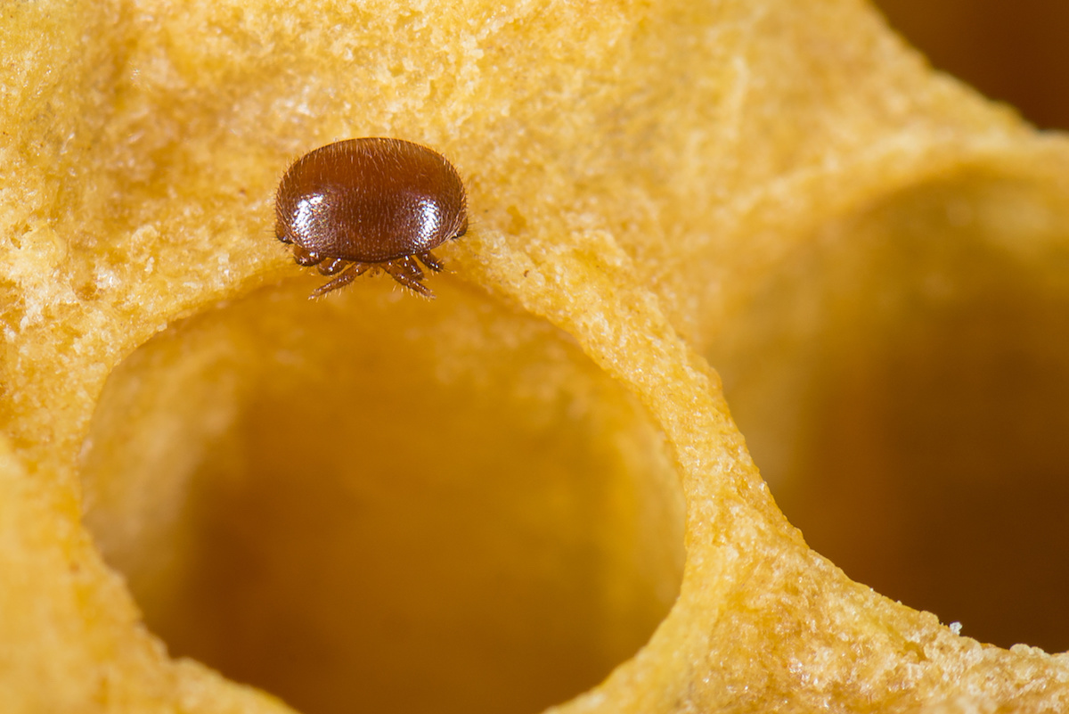 What is a Varroa Mite? Live Bee Removal