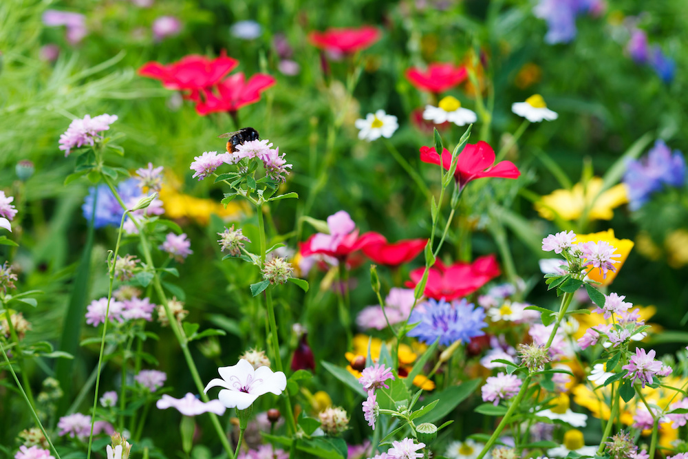 Choose Wildflowers for a BeeFriendly Garden Live Bee Removal