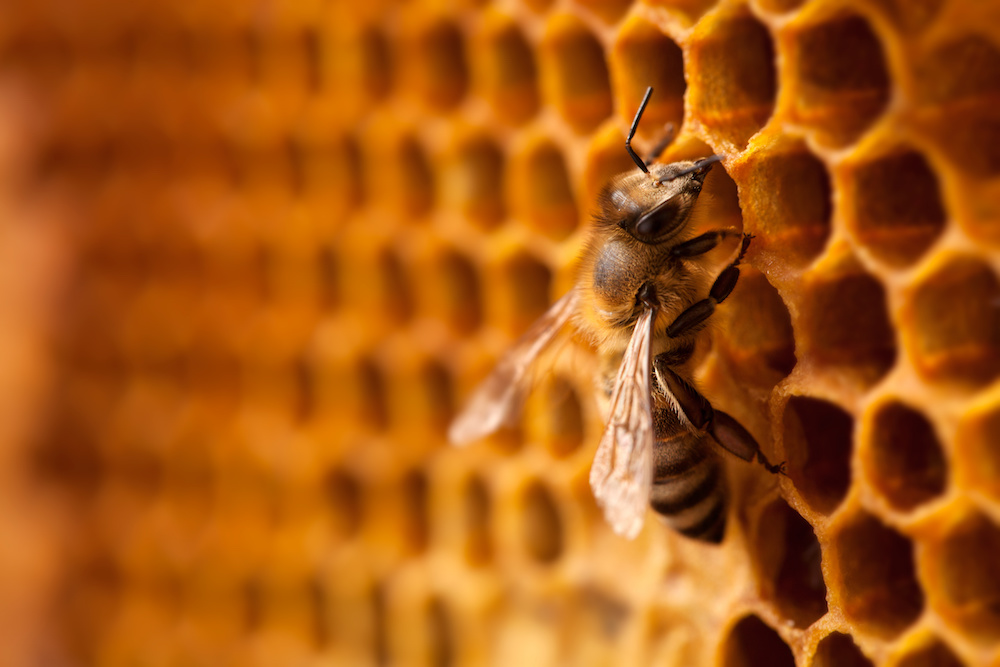 7 Things You Should Know About Honey Bees Live Bee Removal