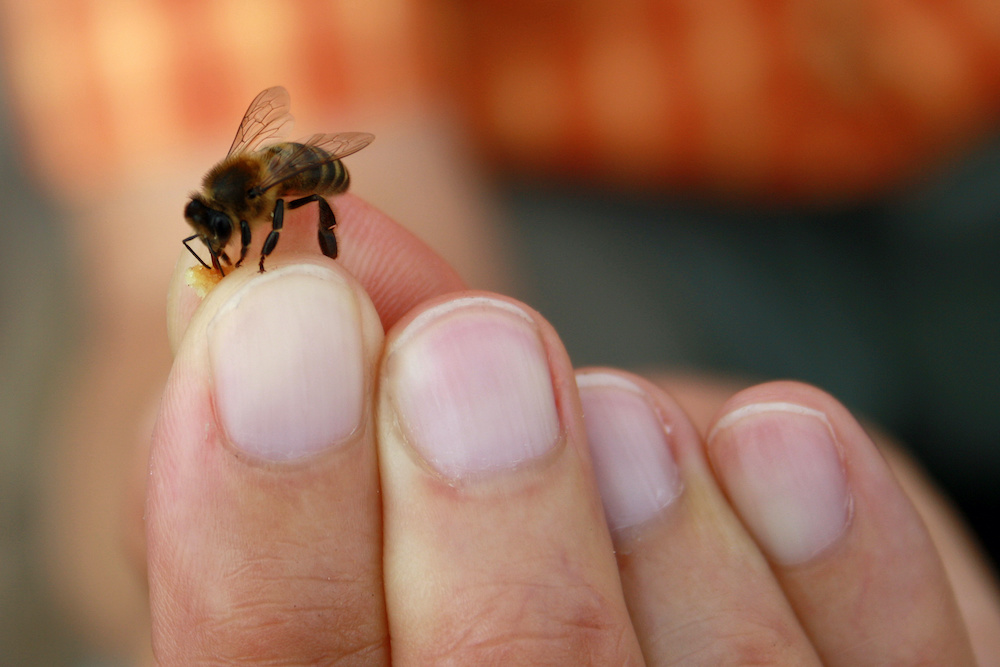 You may worry if your child is stung,. She recommends gently scraping the sting from the opposite. 5 Fast Facts About Bee Stings Live Bee Removal