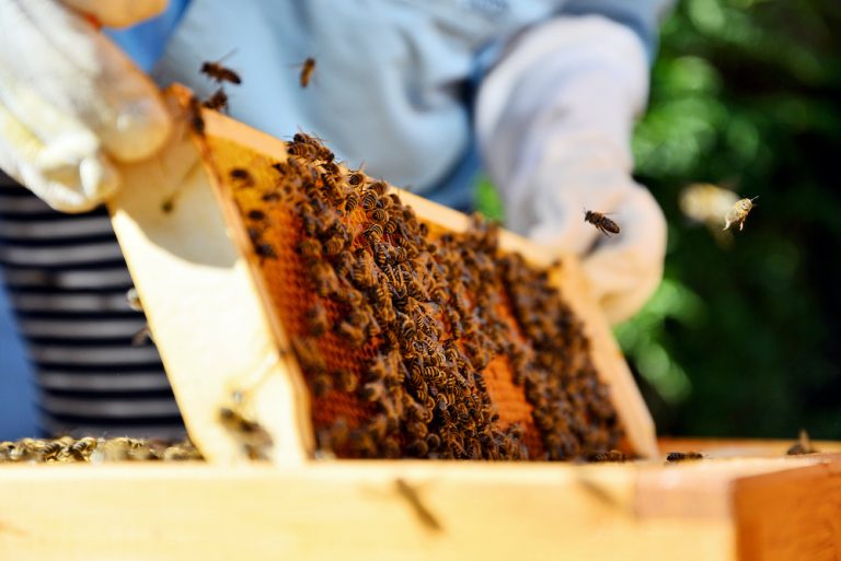 3 Tips for Starting Out in Beekeeping Live Bee Removal