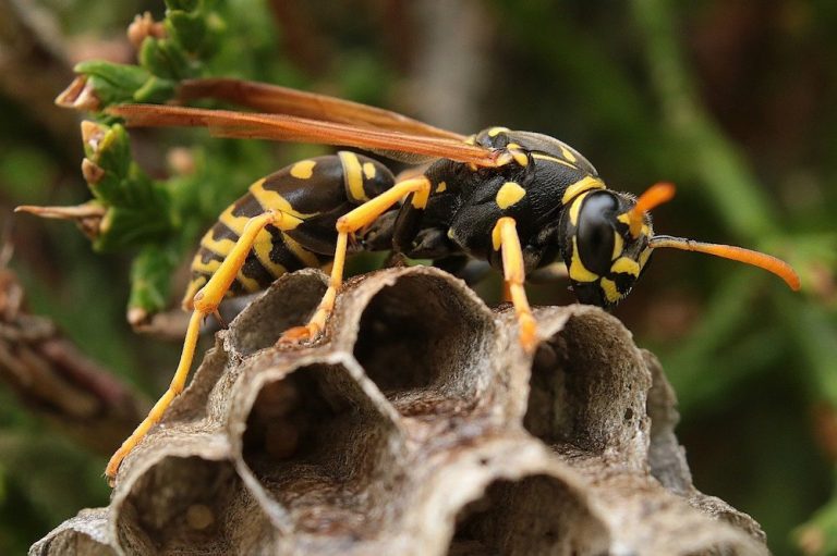 Free Bee Removal Near Me Tachibana