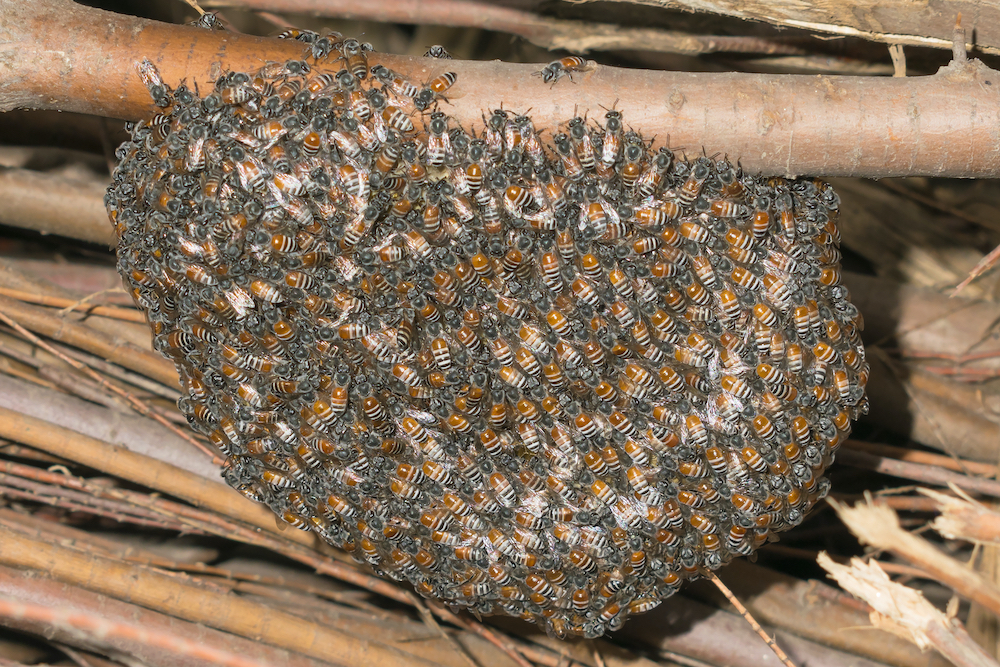 All About Honey, Beeswax and Propolis Live Bee Removal