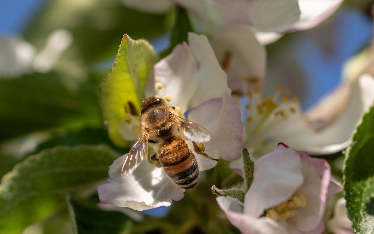 Interesting Bee Facts To Share Live Bee Removal