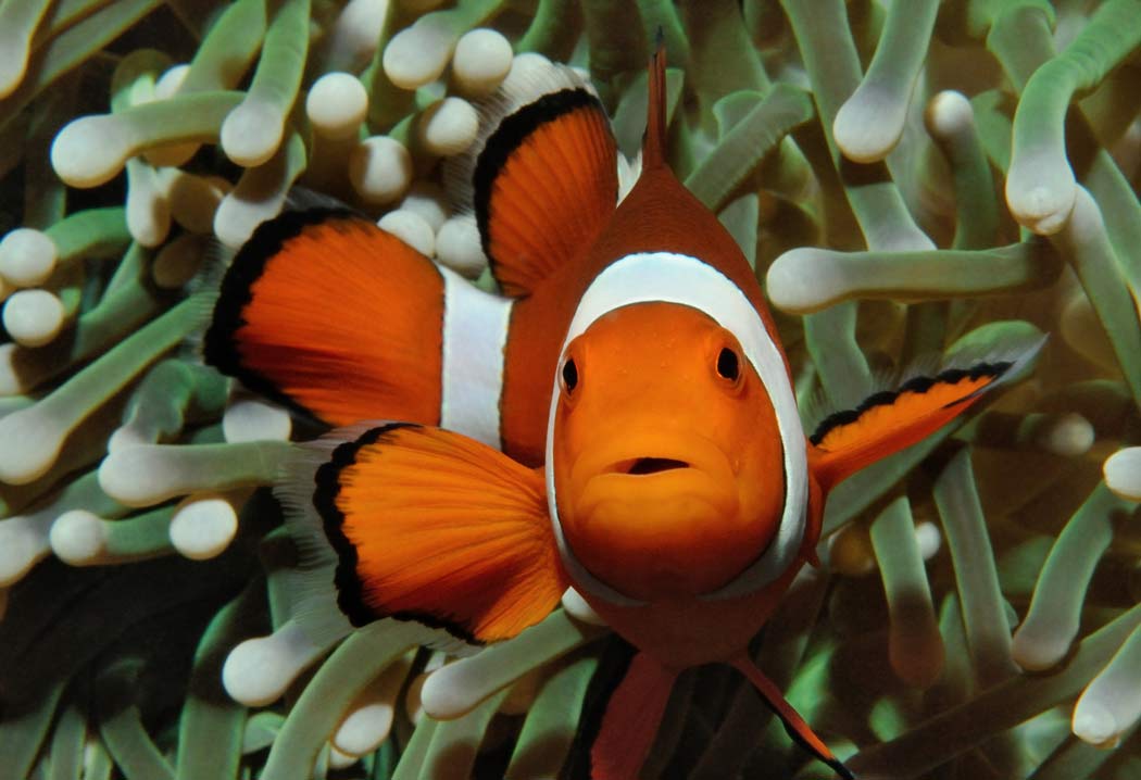 clownfish invasive species Scuba Diving News, Gear, Education