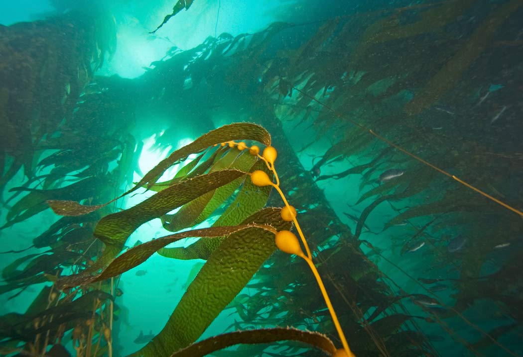 Plant, Animal or Algae? Discovering the Mysteries of California’s Kelp