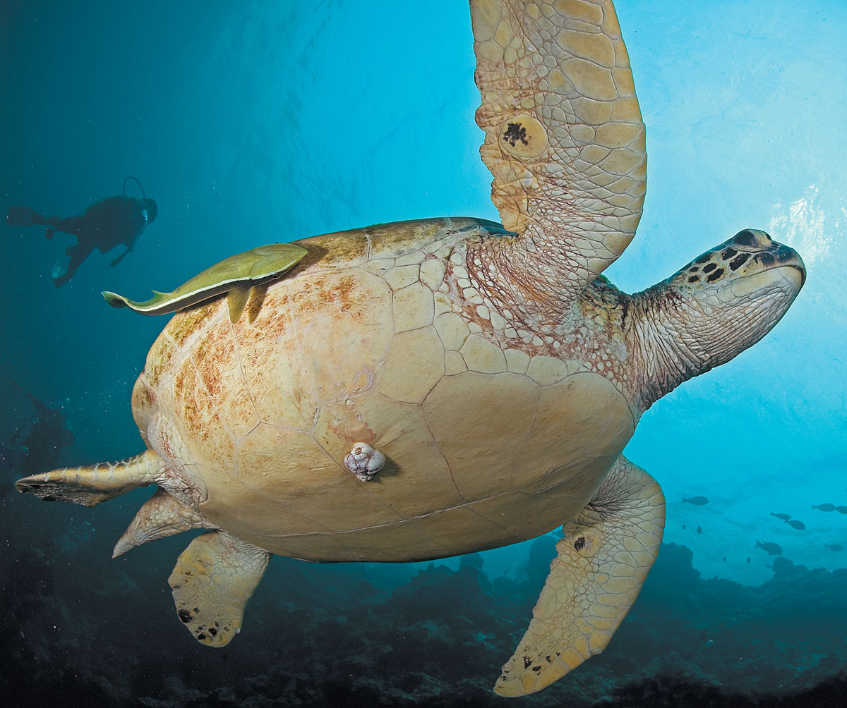 Latin Name For Sea Turtle