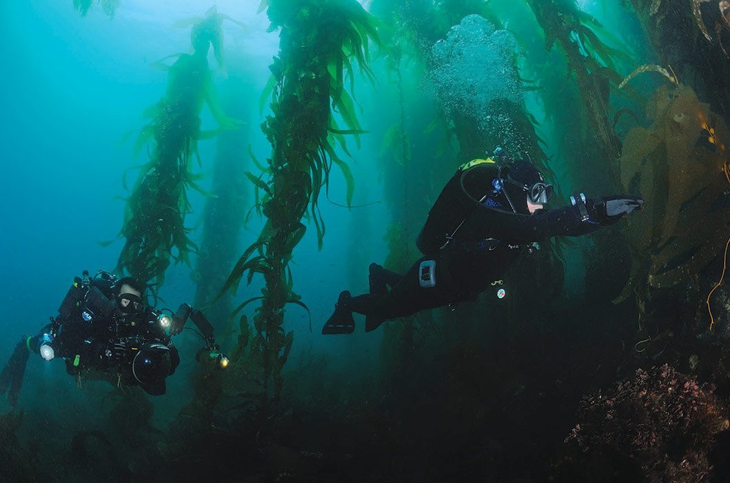 Swimming In The Forest A Kelp Diving Howto Dive Training Magazine